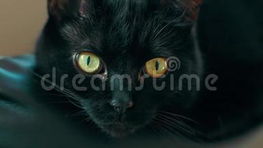 黑色猫，黄色眼睛在4K。 可循环使用。